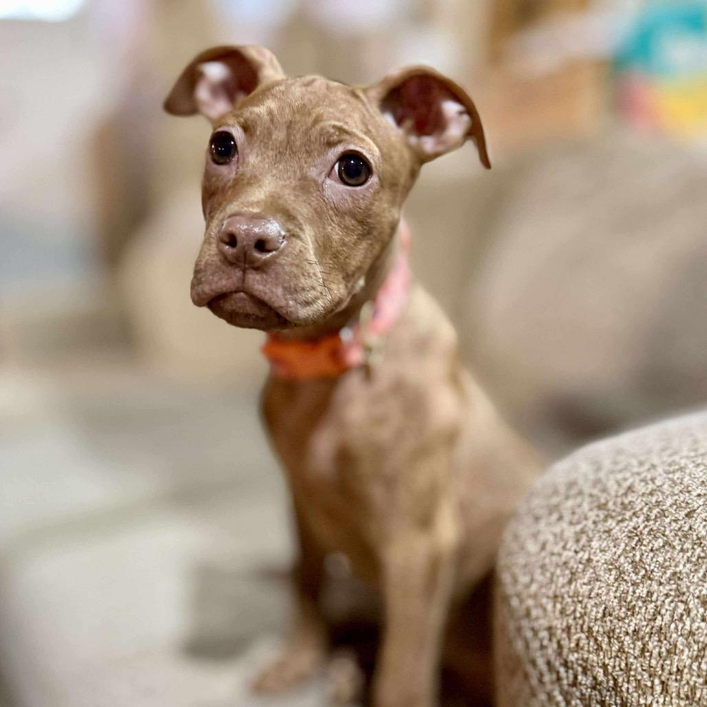 Enlarge Cinna, a Adoptable Terrier in Huntsville, AL image 1/4