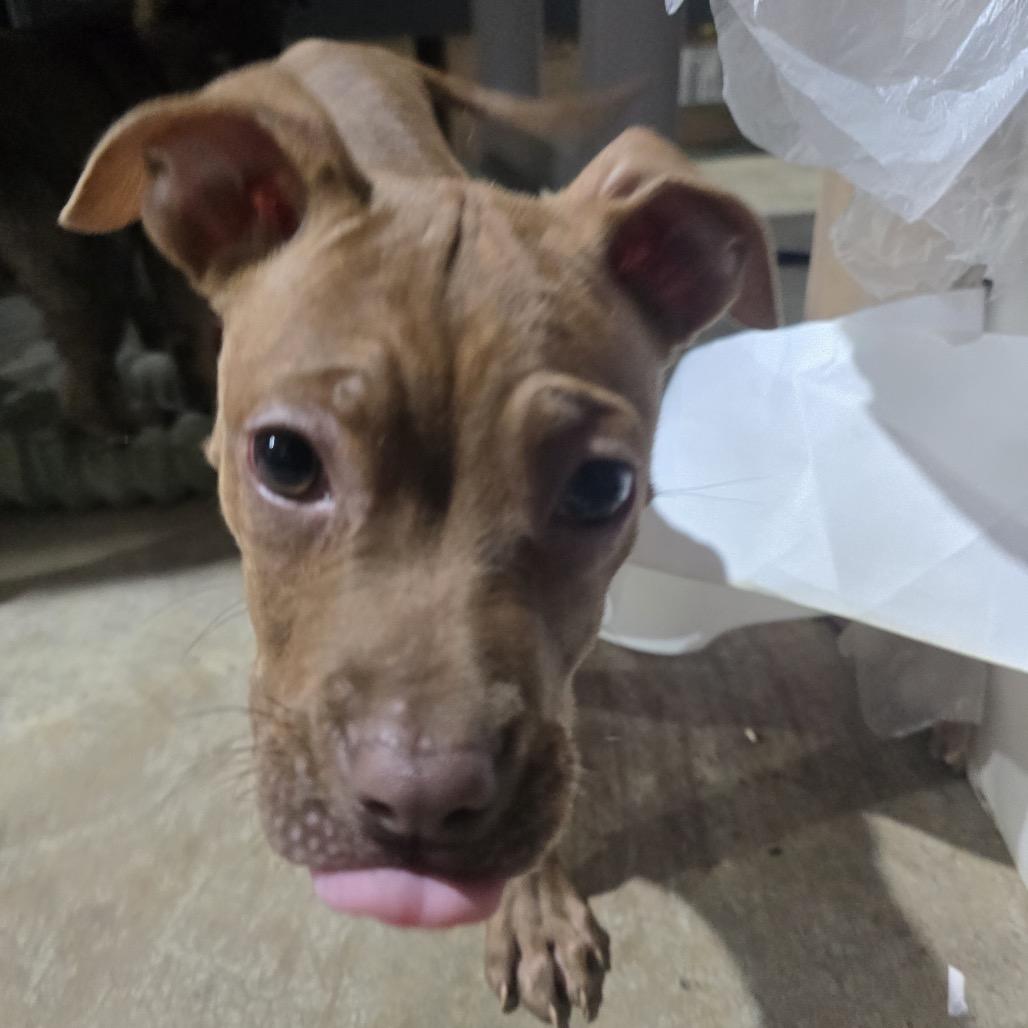 Enlarge Cinna, a Adoptable Terrier in Huntsville, AL image 2/4