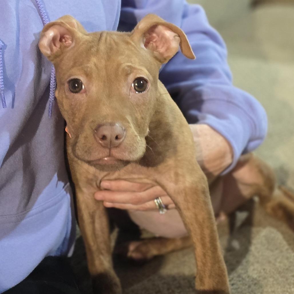 Enlarge Cinna, a Adoptable Terrier in Huntsville, AL image 3/4