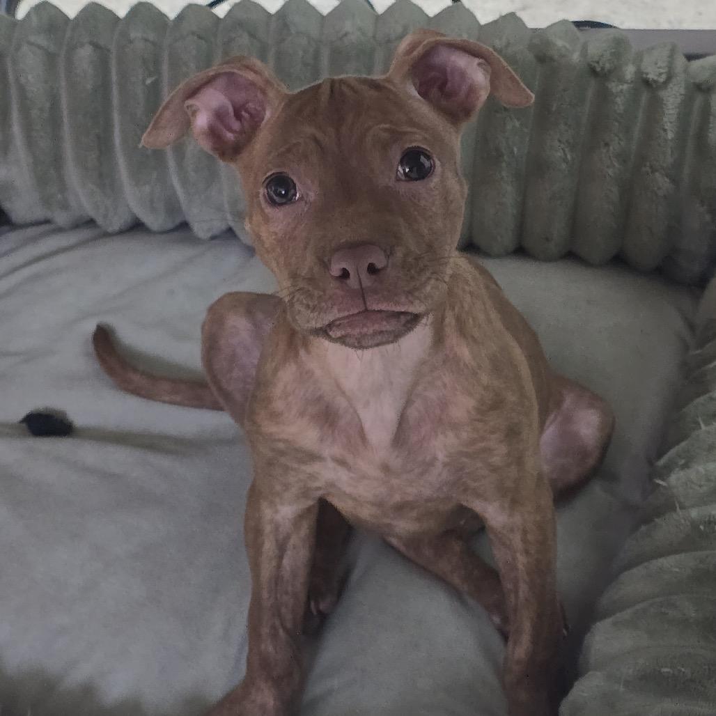 Enlarge Cinna, a Adoptable Terrier in Huntsville, AL image 4/4