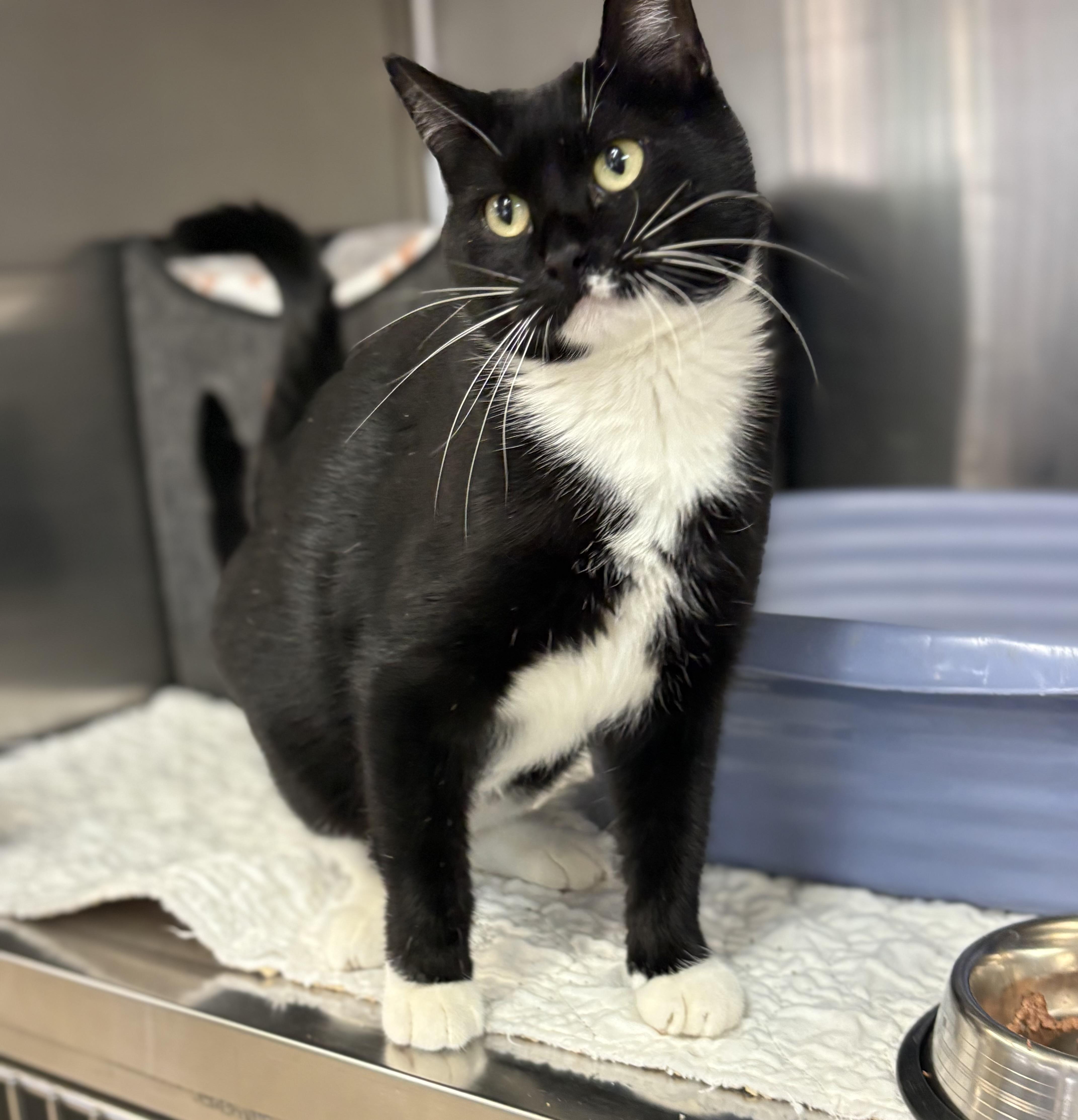 Enlarge Pixie, a Adoptable Domestic Short Hair in Godfrey, IL image 1/1