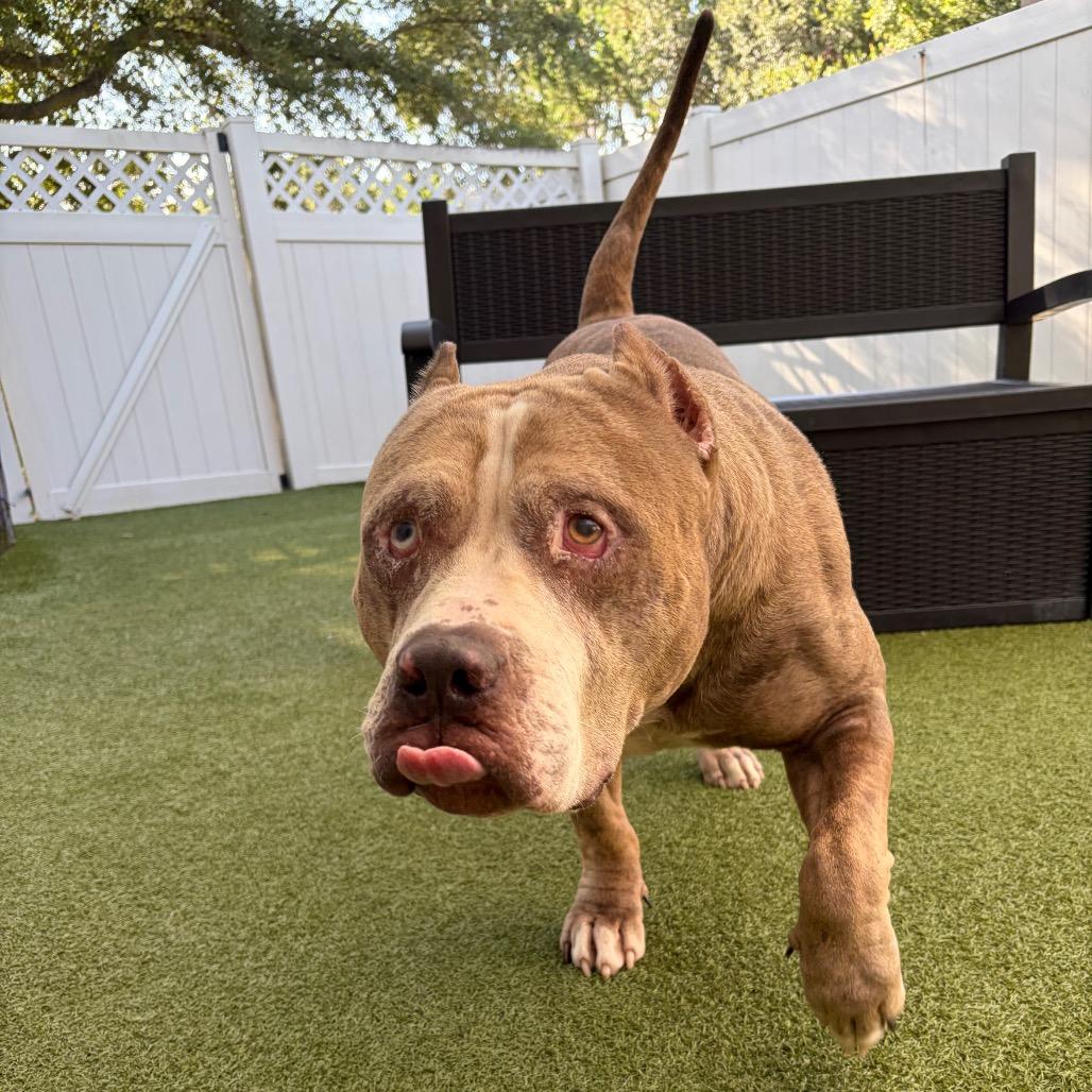 Sasquatch, Adoptable, Senior Male Mixed Breed.