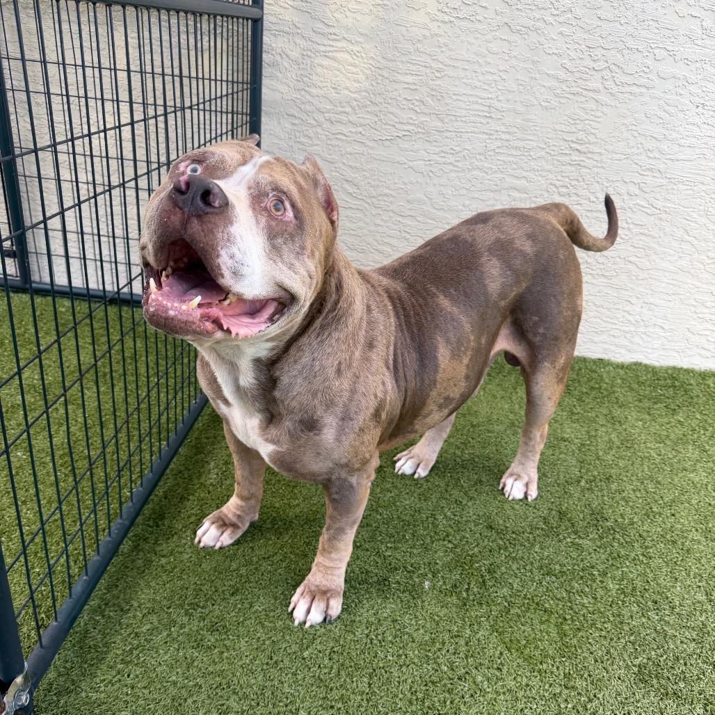 Sasquatch, a Adoptable Mixed Breed in Titusville, FL image 2/6