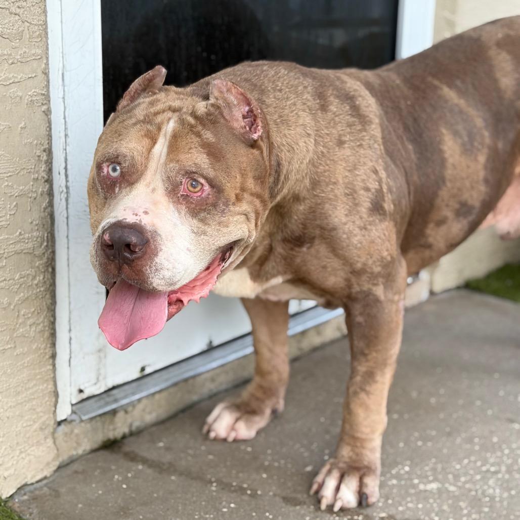 Sasquatch, a Adoptable Mixed Breed in Titusville, FL image 3/6