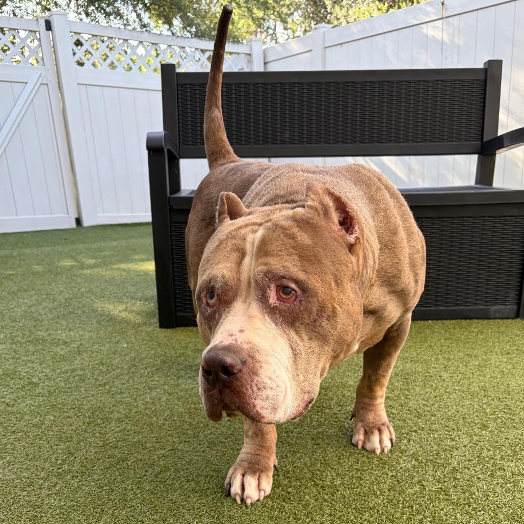 Sasquatch, a Adoptable Mixed Breed in Titusville, FL image 4/6