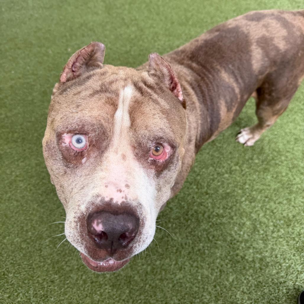 Sasquatch, a Adoptable Mixed Breed in Titusville, FL image 5/6