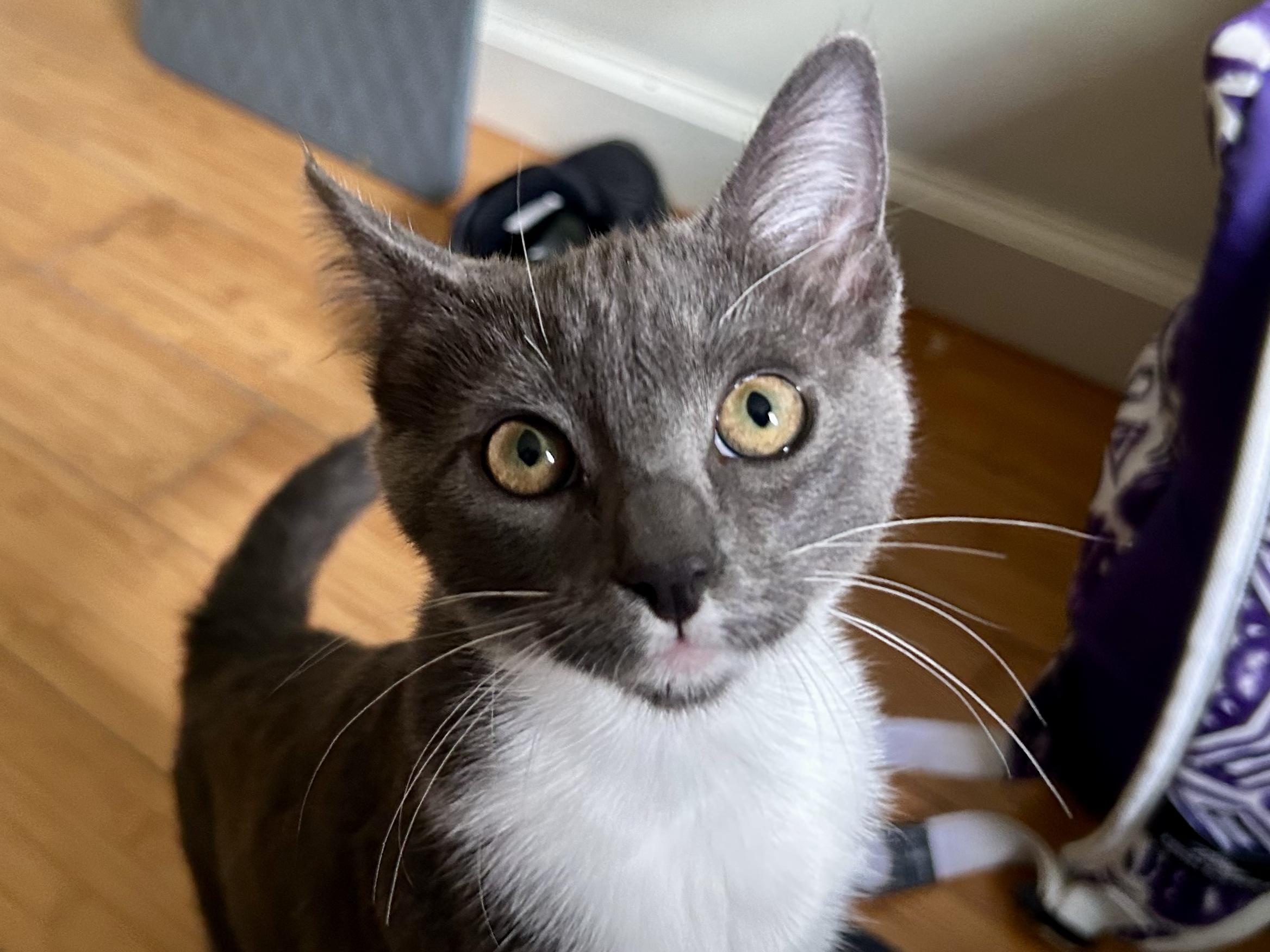 Esmeralda, Adoptable, Young Female Russian Blue.