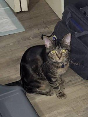 Barbara, ADOPTABLE, Young Female Domestic Short Hair.