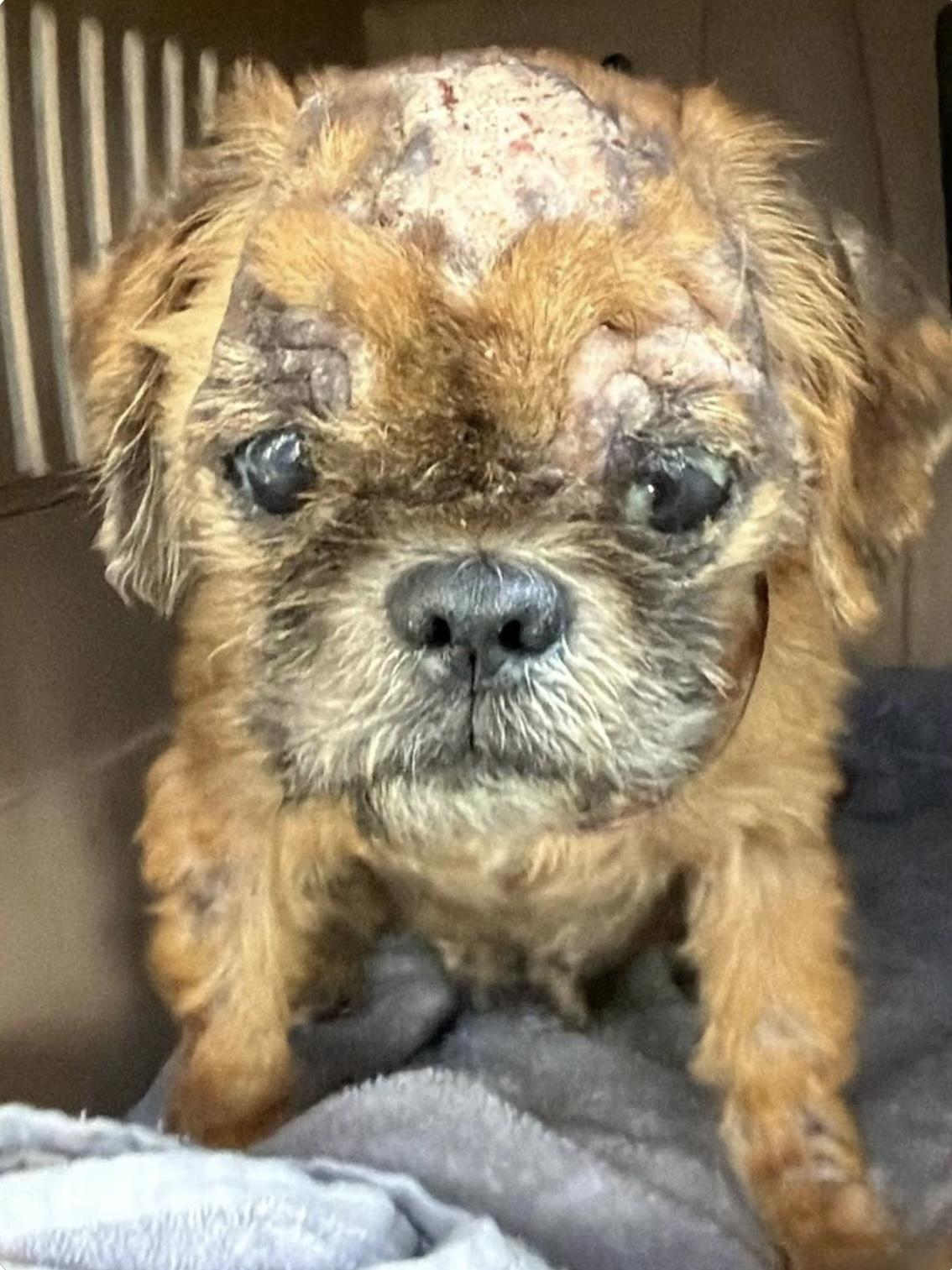 Winnie, Adoptable, Adult Female Shih Tzu.
