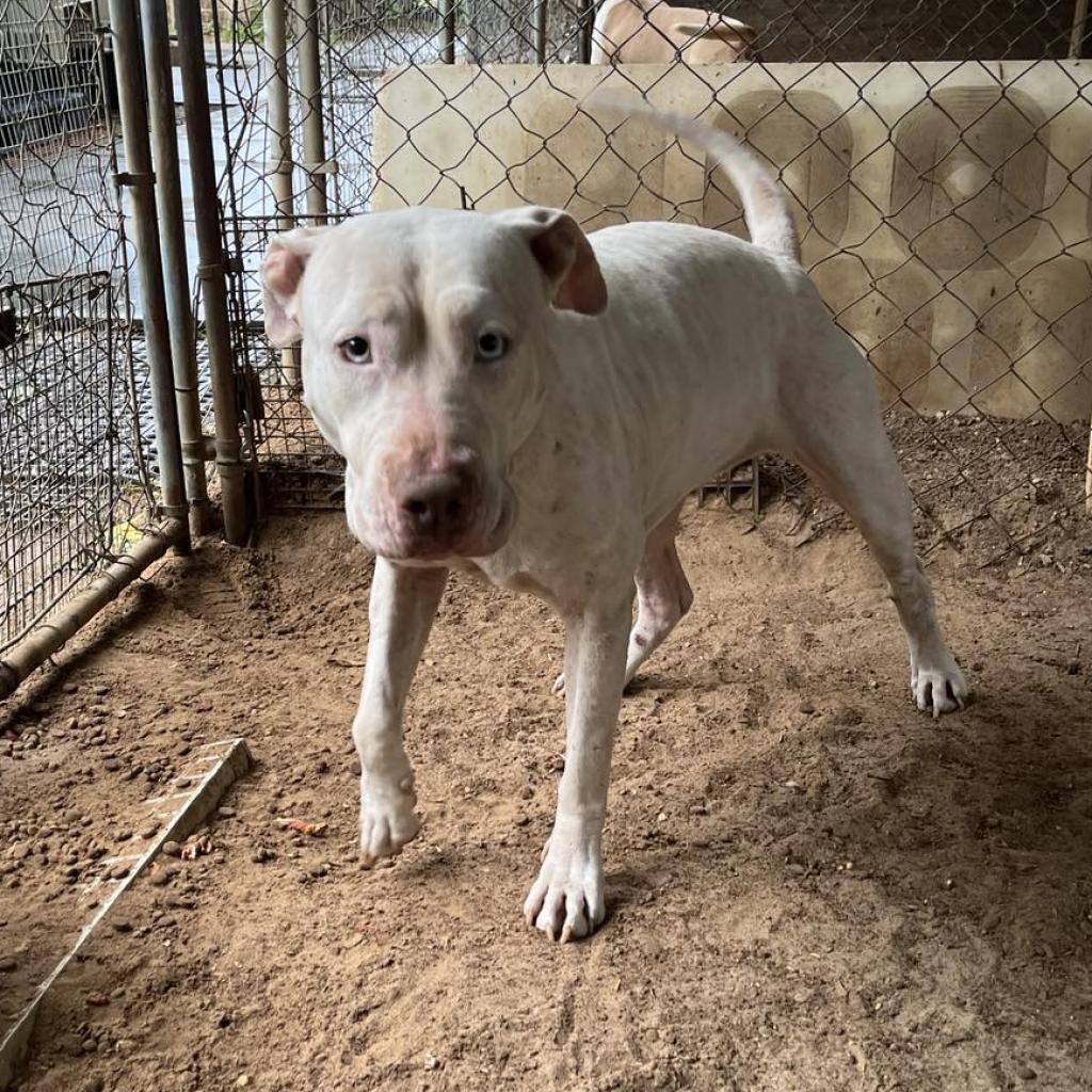 Kira, a Adoptable mixed breed in Stephenville, TX image 2/6