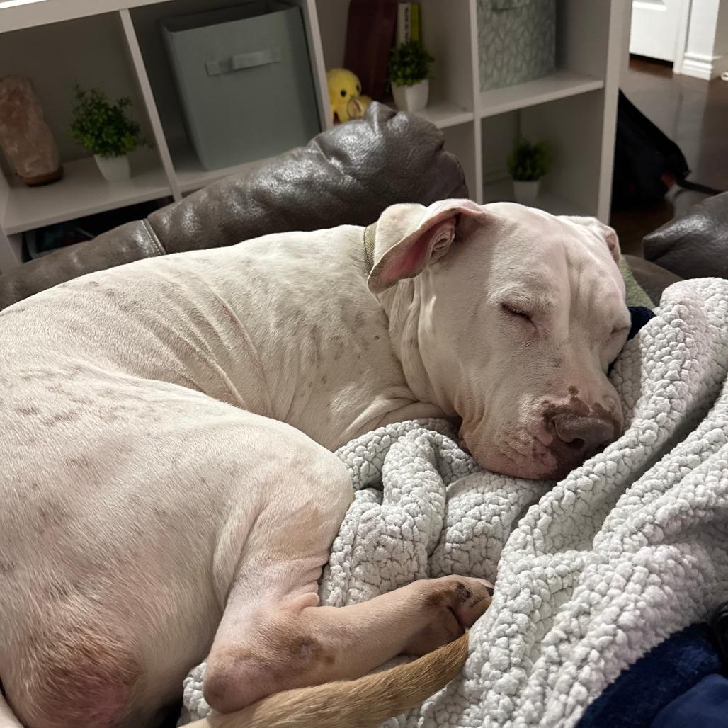 Kira, a Adoptable mixed breed in Stephenville, TX image 3/6