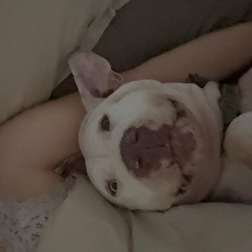 Kira, a Adoptable mixed breed in Stephenville, TX image 4/6