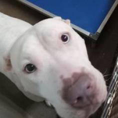 Kira, a Adoptable mixed breed in Stephenville, TX image 5/6