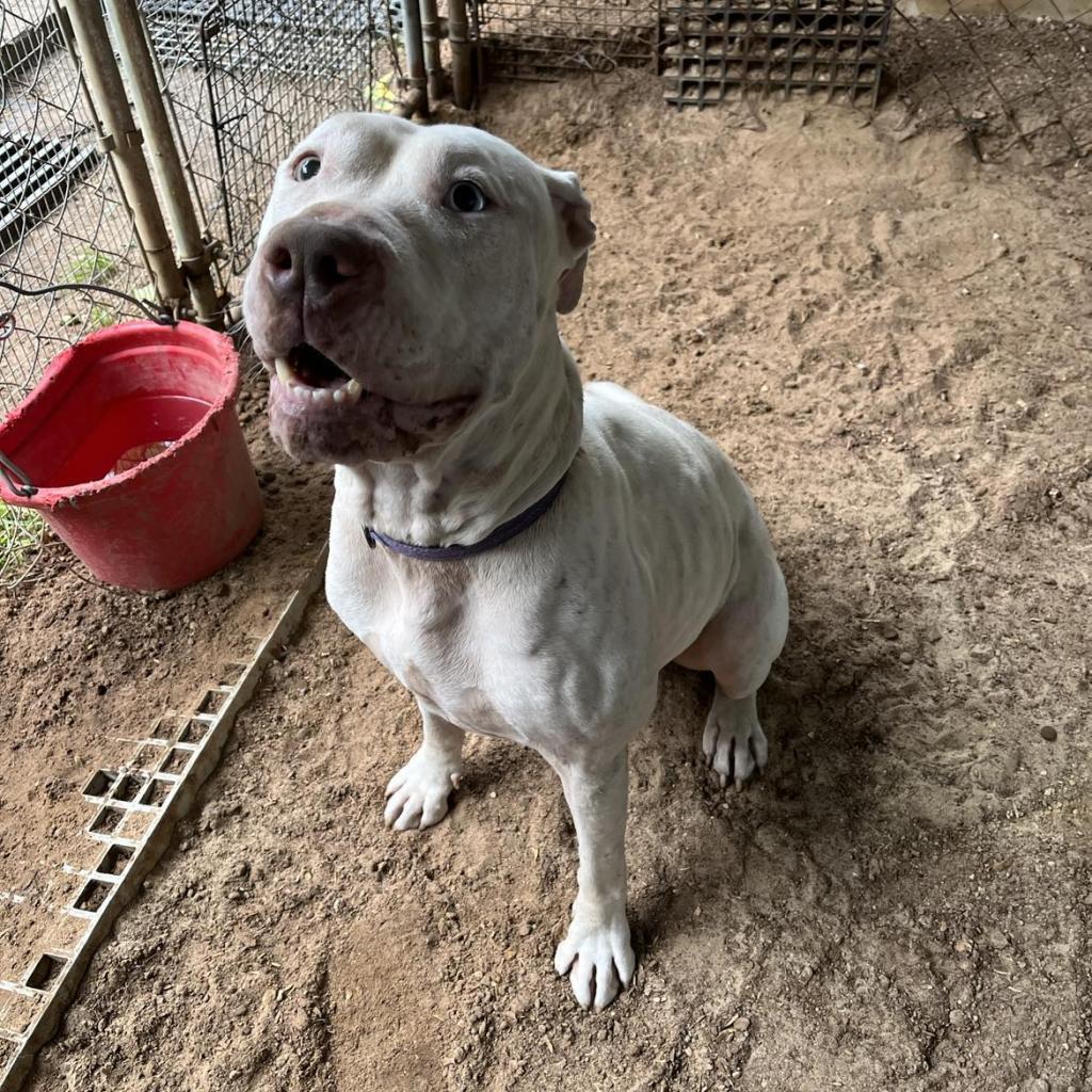 Kira, a Adoptable mixed breed in Stephenville, TX image 6/6