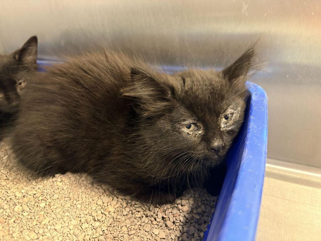 Enlarge GIGGLES, a Adoptable Manx in Athens, AL image 1/1