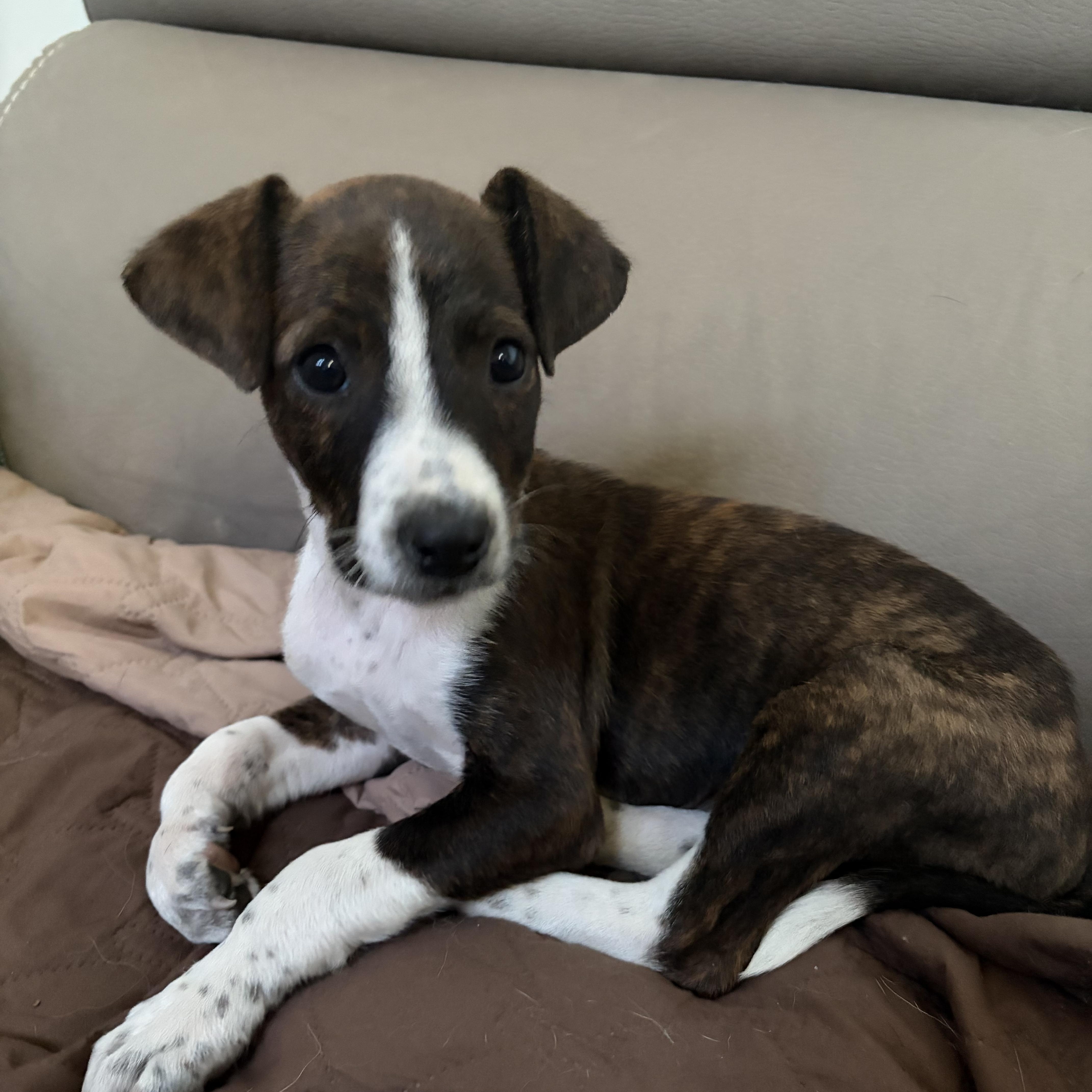 Sebastian Lee, a ADOPTABLE Mixed Breed in Kenosha, WI image 4/4