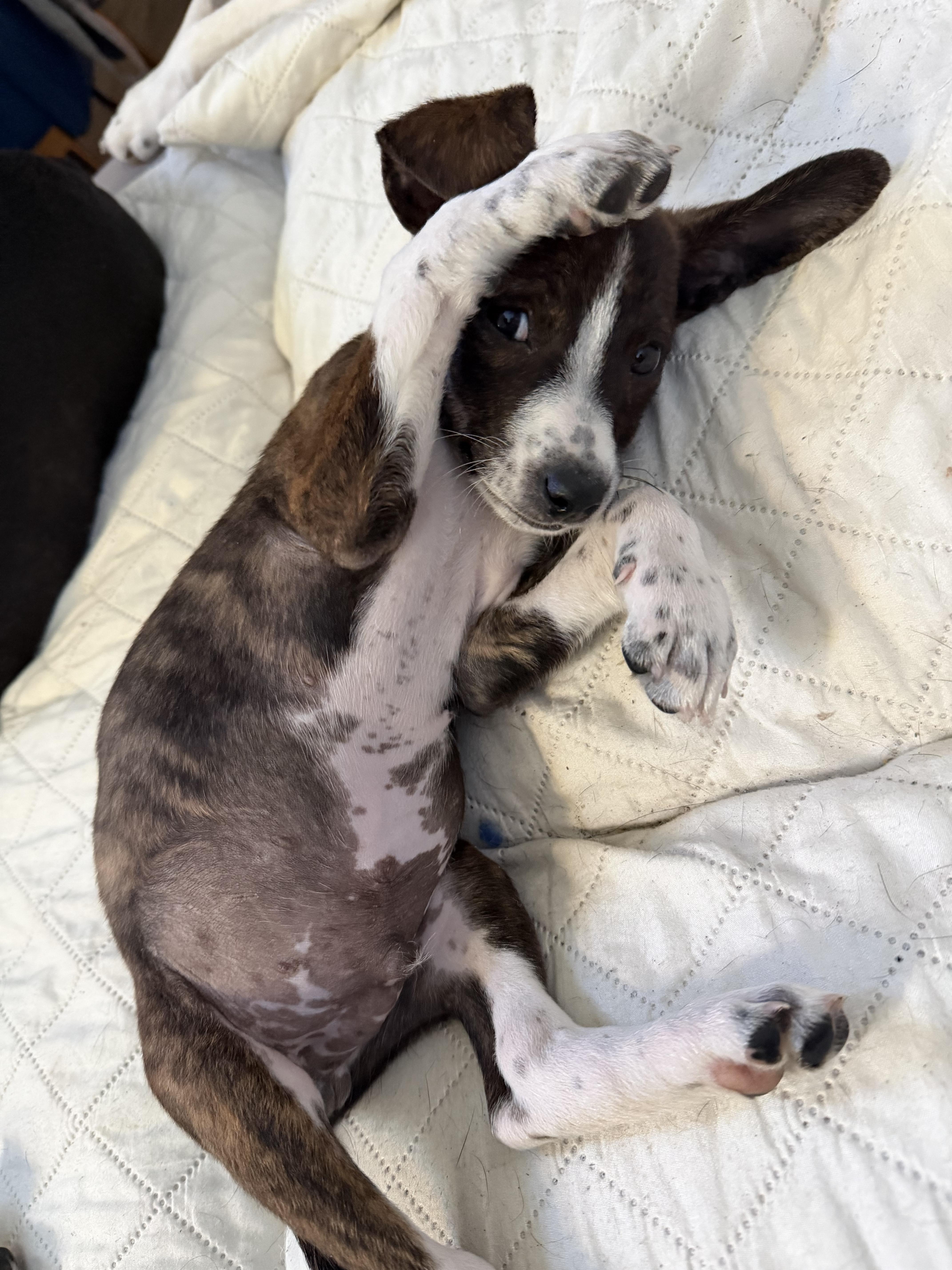 Sebastian Lee, a ADOPTABLE Mixed Breed in Kenosha, WI image 2/4