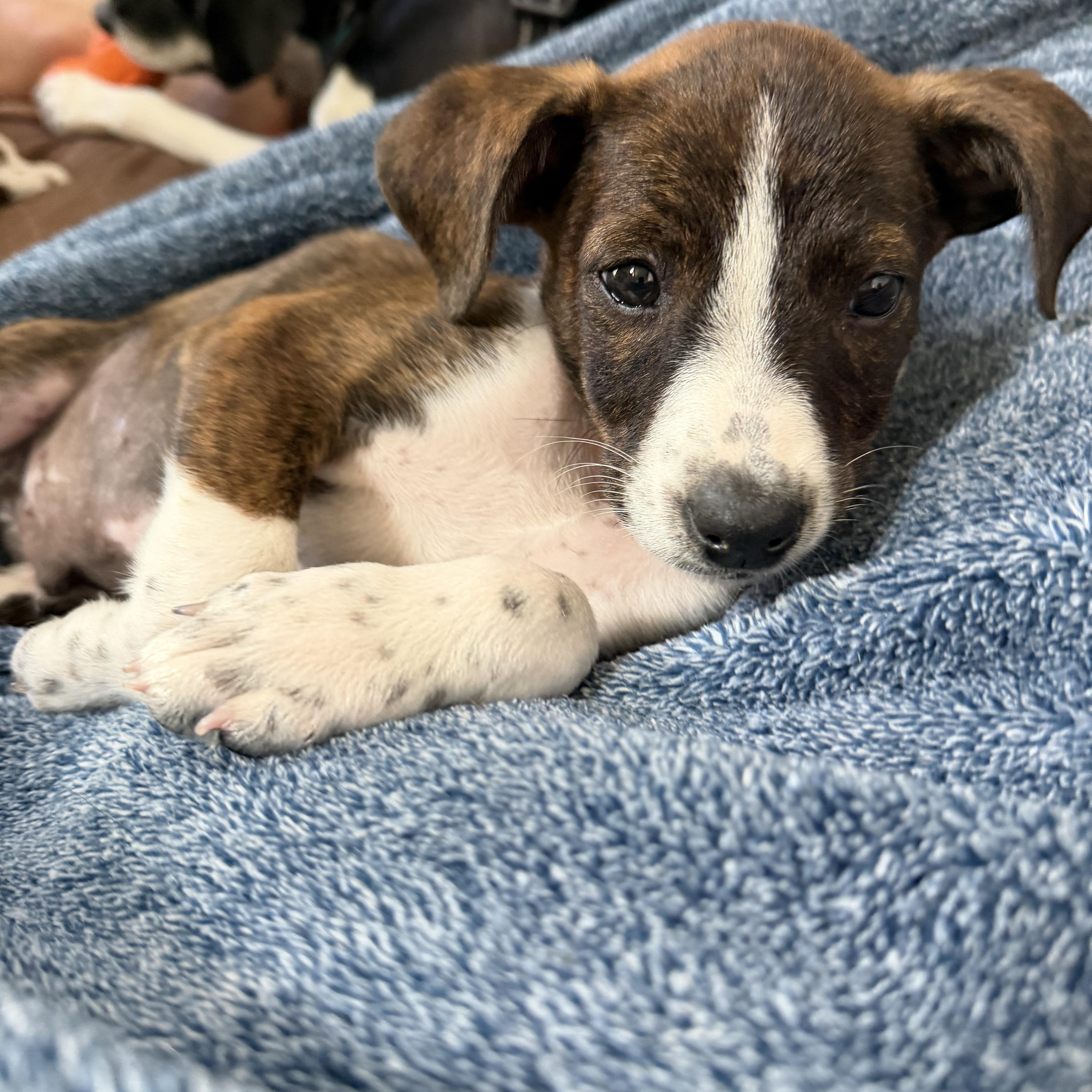 Sebastian Lee, ADOPTABLE, Puppy Male Mixed Breed.