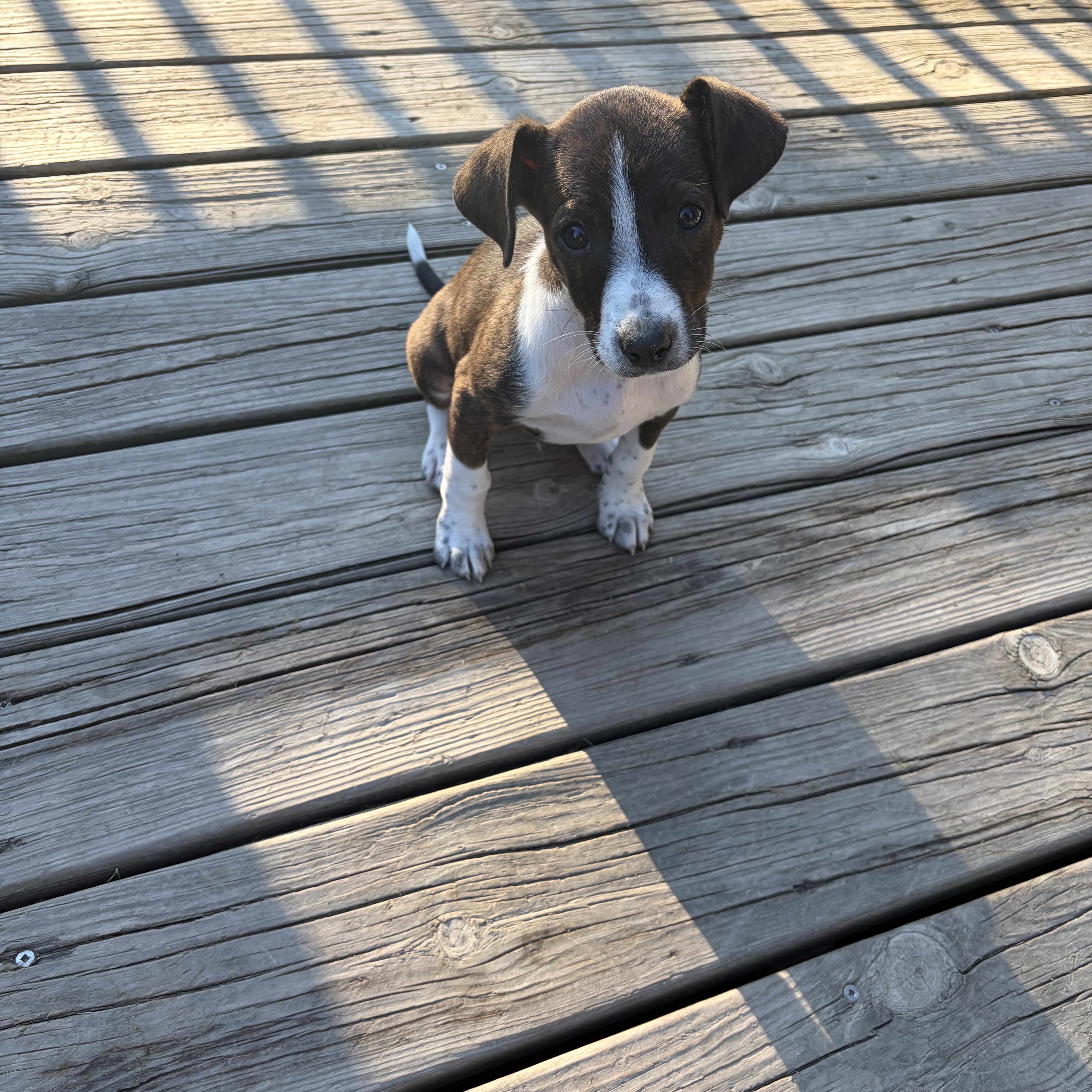 Sebastian Lee, a ADOPTABLE Mixed Breed in Kenosha, WI image 3/4