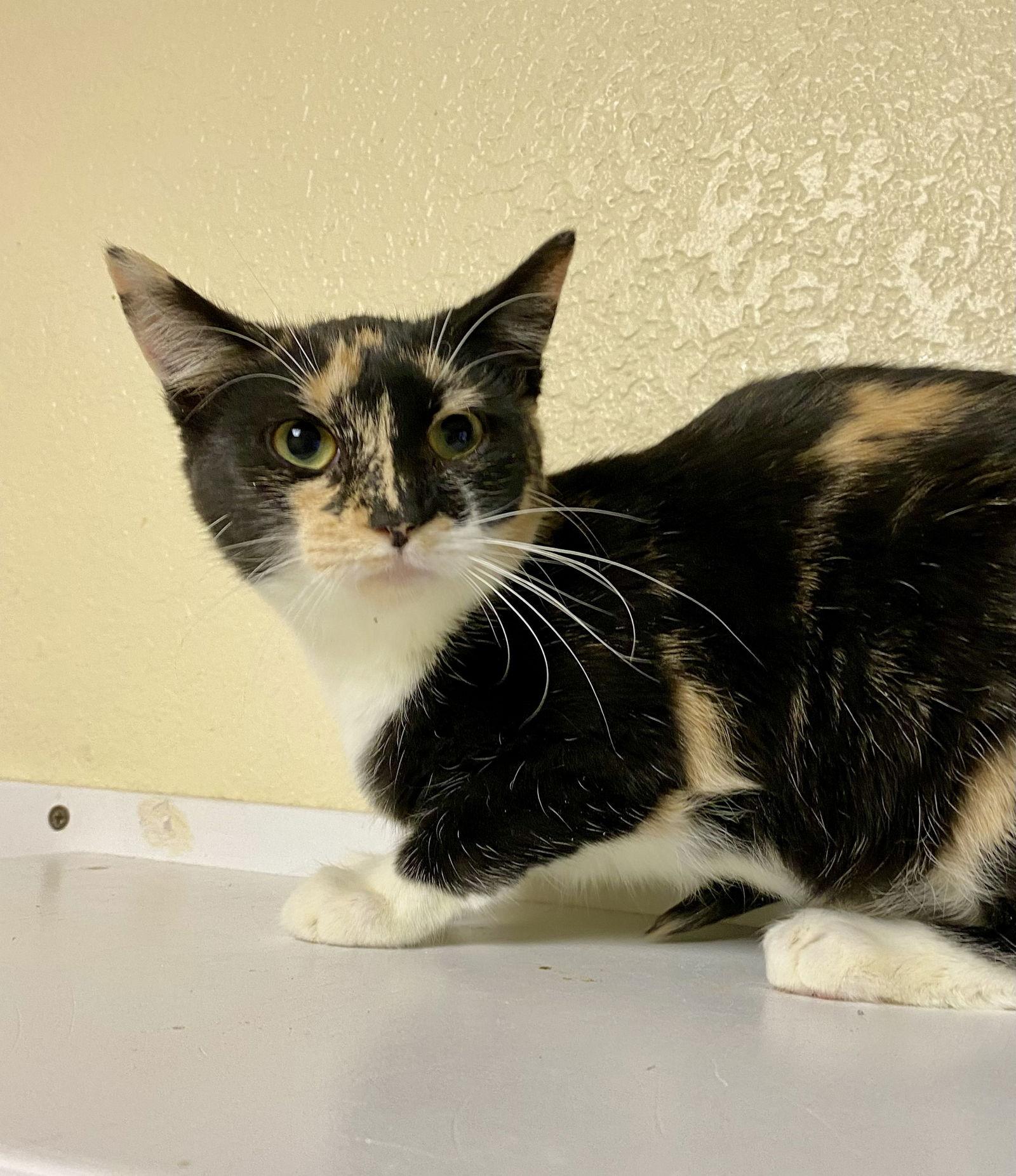 Morchella, Adoptable, Young Female Domestic Short Hair & Calico.