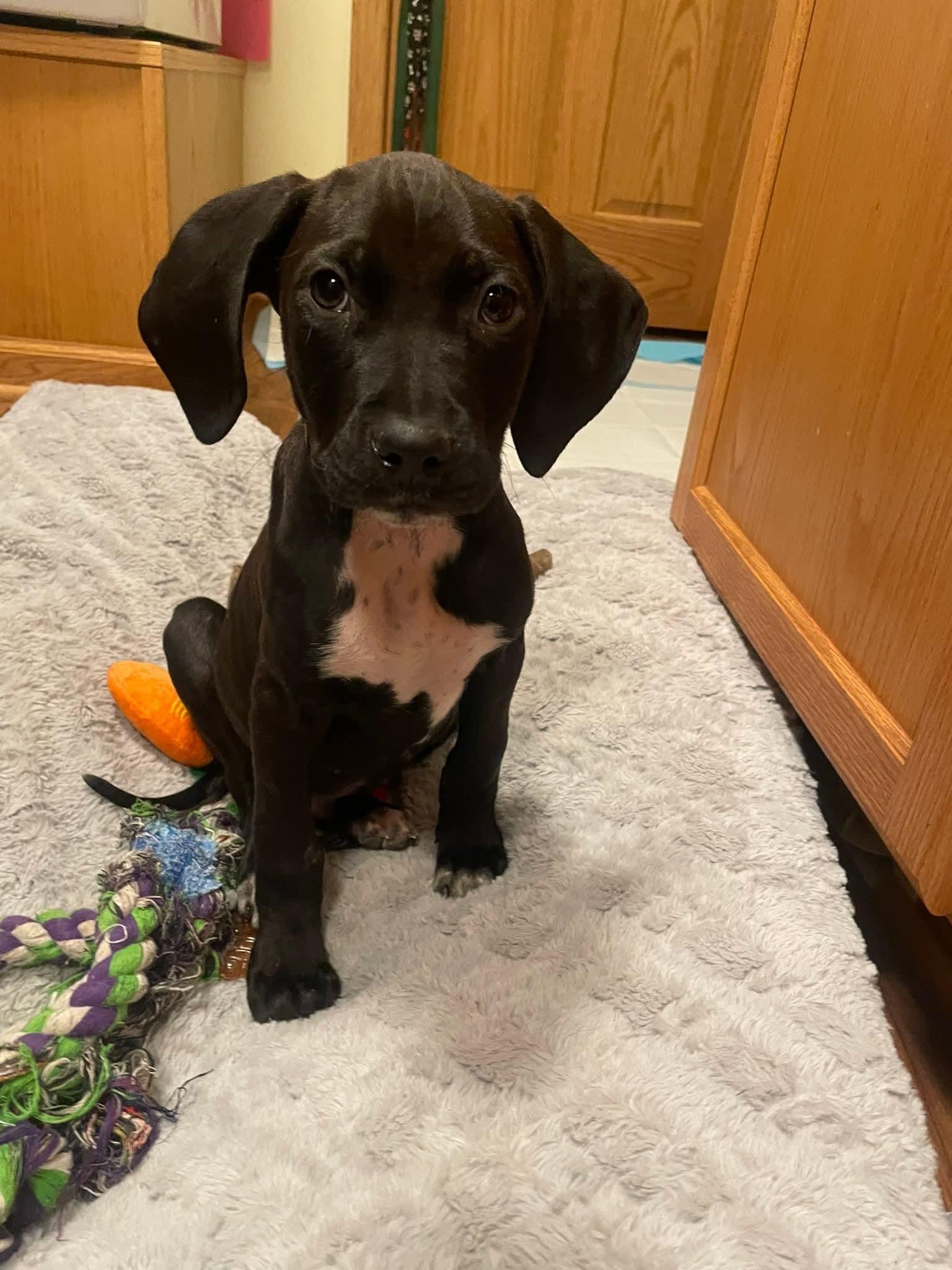 Enlarge Pete the Pointer Mix Puppy, a Adoptable mixed breed in Muskego, WI image 5/6
