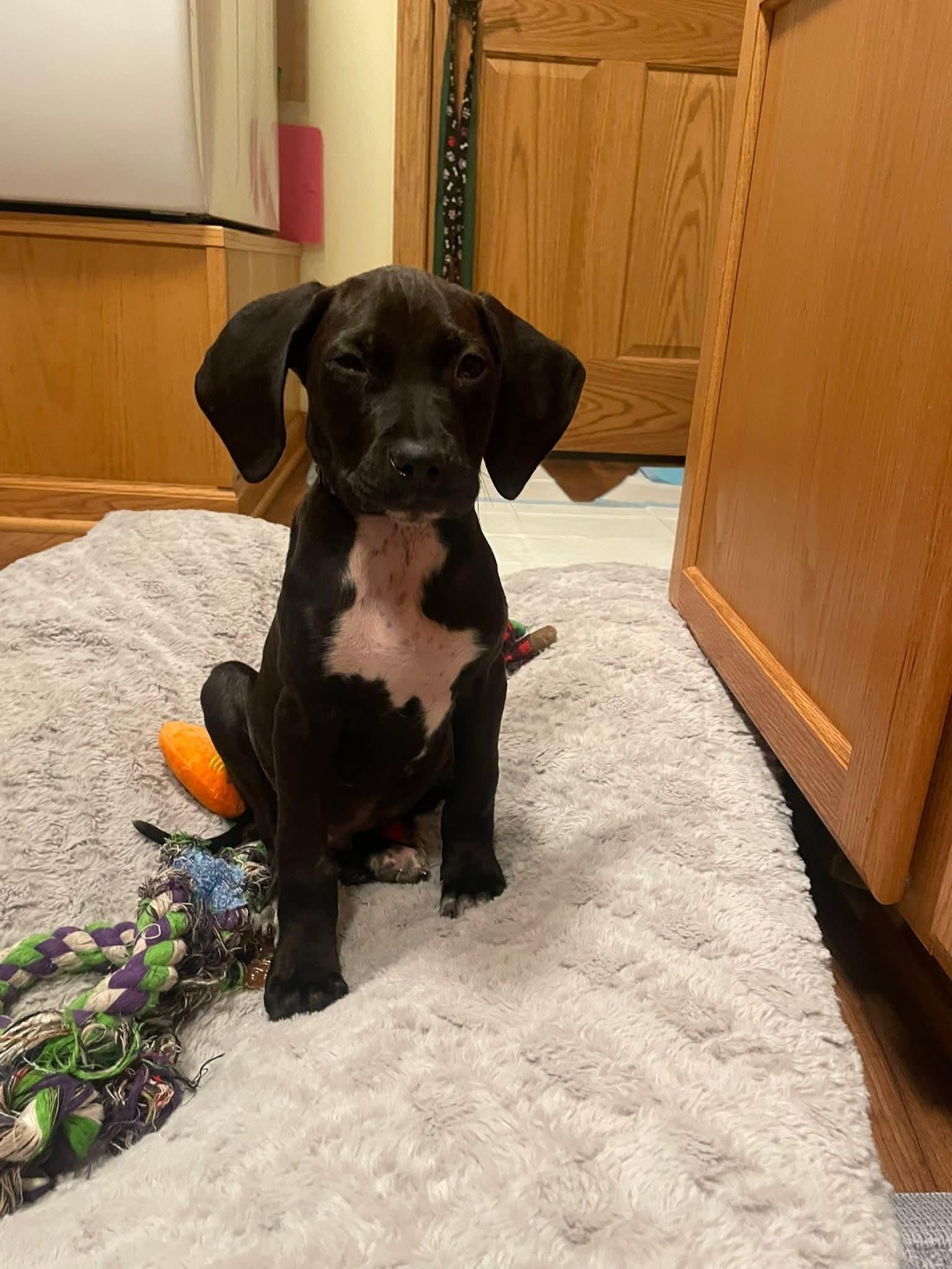 Enlarge Pete the Pointer Mix Puppy, a Adoptable mixed breed in Muskego, WI image 4/6