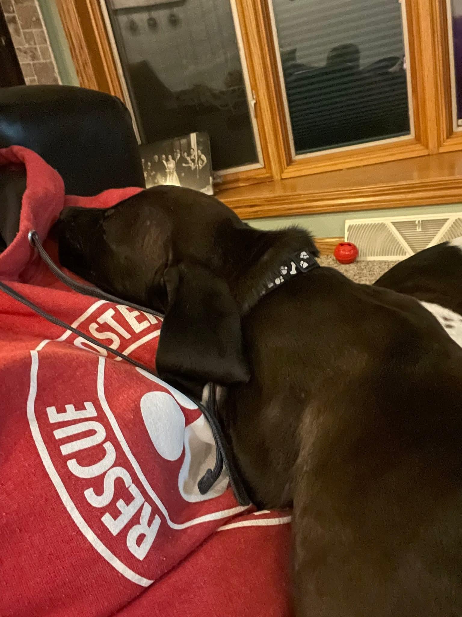 Enlarge Pete the Pointer Mix Puppy, a Adoptable mixed breed in Muskego, WI image 6/6