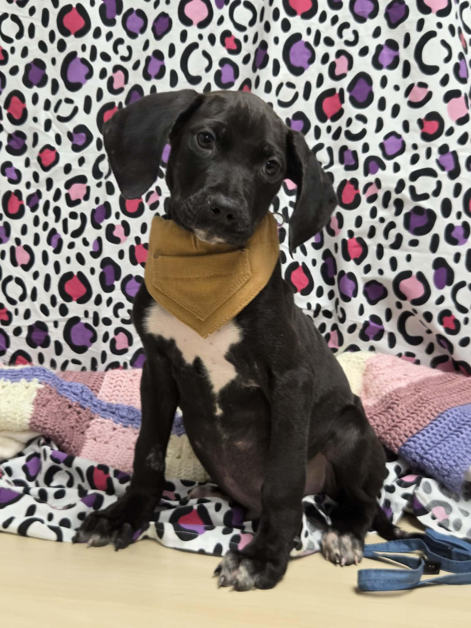 Enlarge Pete the Pointer Mix Puppy, a Adoptable mixed breed in Muskego, WI image 1/6