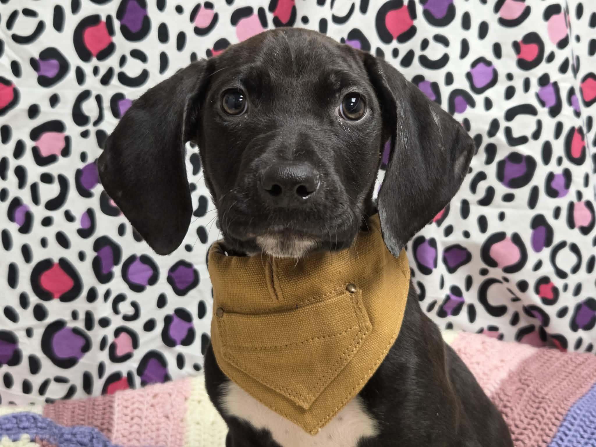 Enlarge Pete the Pointer Mix Puppy, a Adoptable mixed breed in Muskego, WI image 3/6