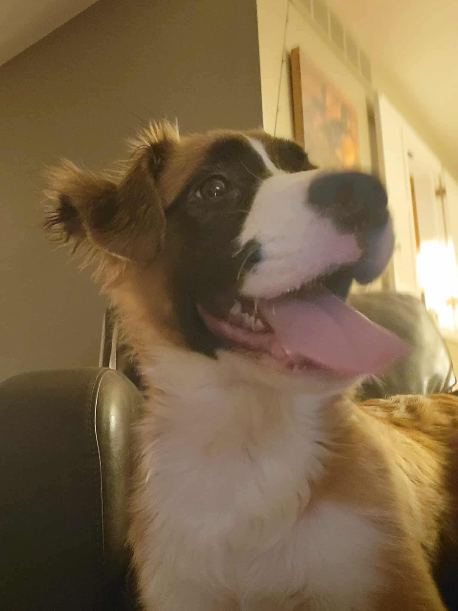 Enlarge Weaver, a ADOPTABLE mixed breed in Albany, NY image 1/1