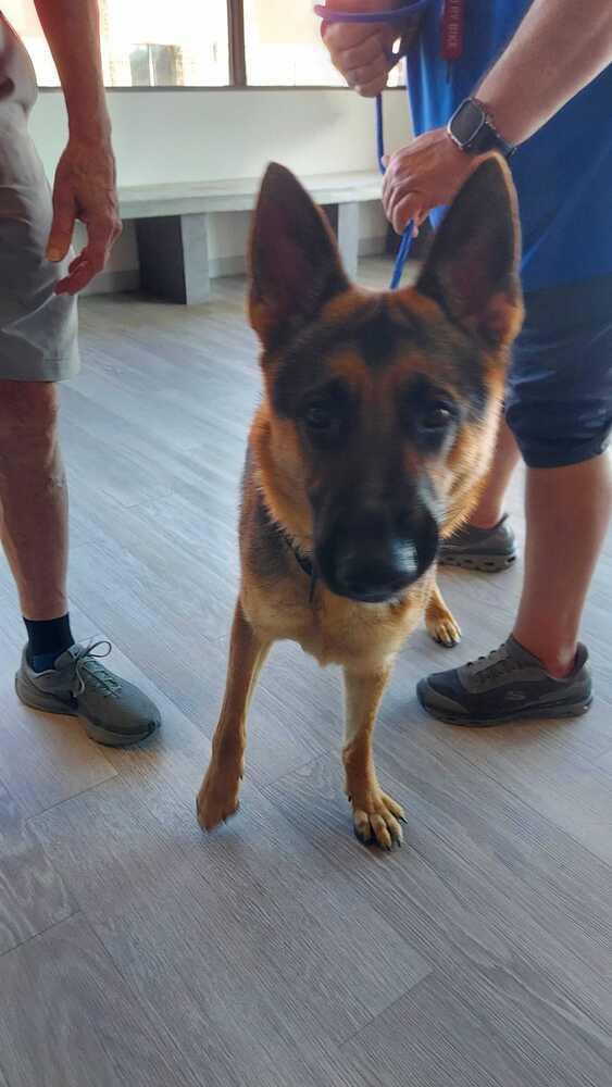 Coffee, a Adoptable German Shepherd Dog in Houston, TX image 1/5