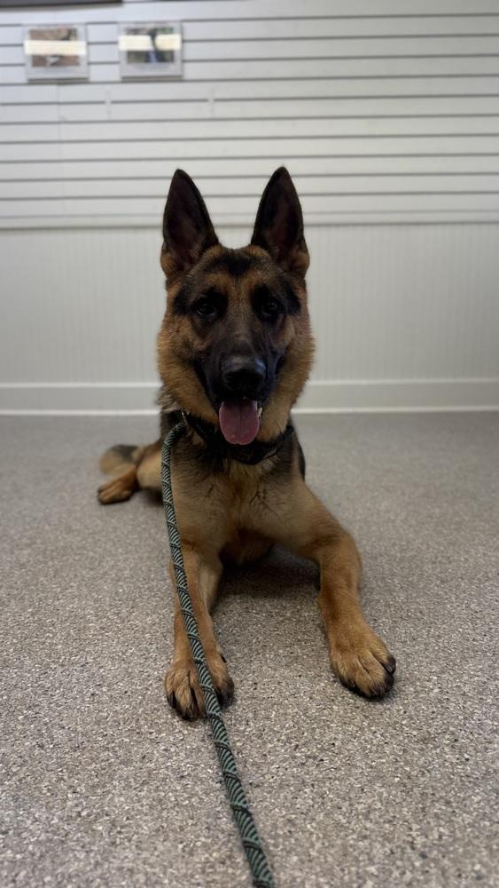 Coffee, a Adoptable German Shepherd Dog in Houston, TX image 2/5