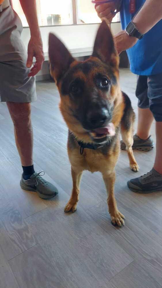 Coffee, a Adoptable German Shepherd Dog in Houston, TX image 3/5