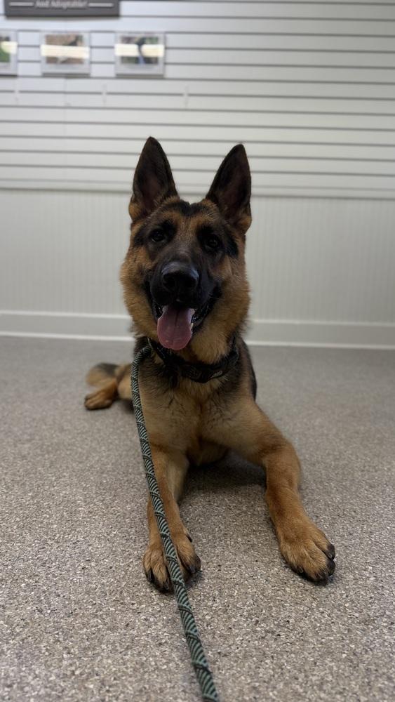 Coffee, a Adoptable German Shepherd Dog in Houston, TX image 4/5