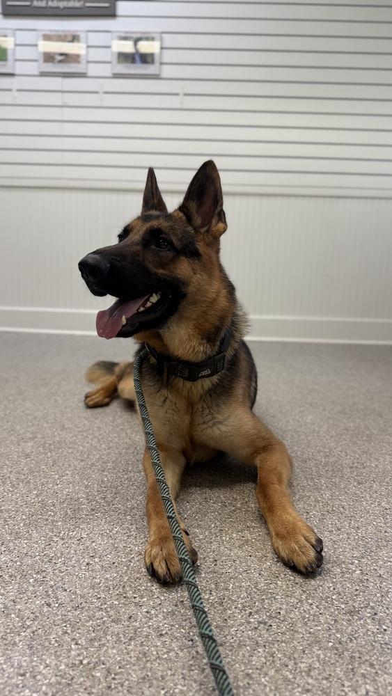 Coffee, a Adoptable German Shepherd Dog in Houston, TX image 5/5