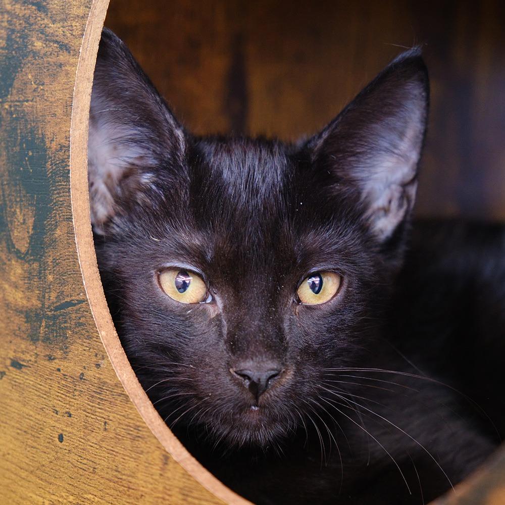 Enlarge Jinu, a Adoptable Domestic Short Hair in Morgan Hill, CA image 1/1