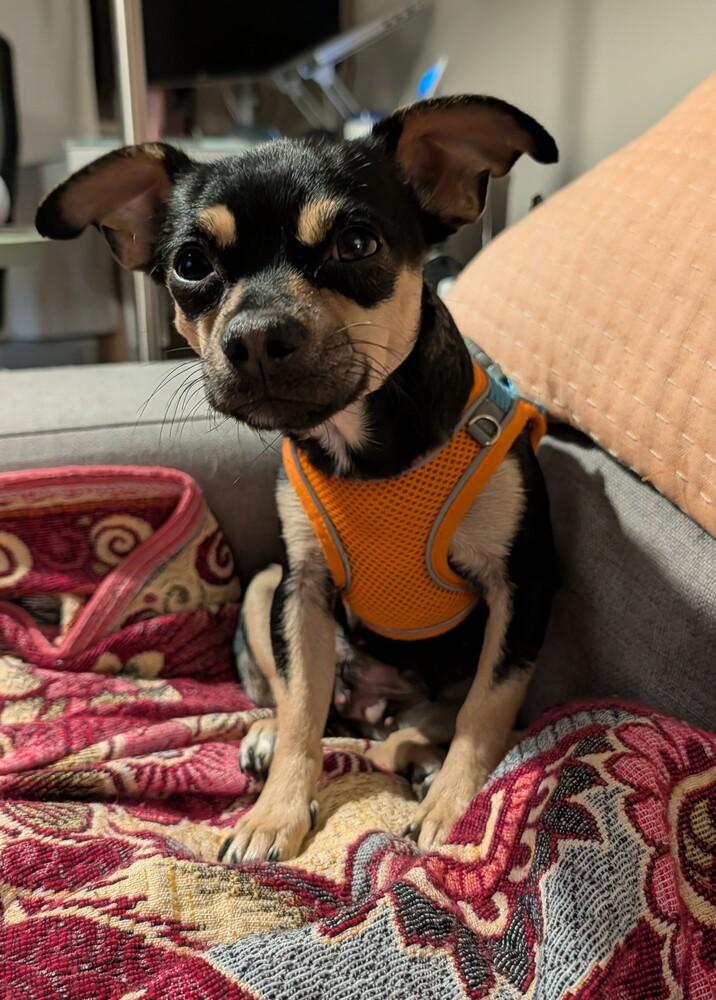 MOLLY, Adoptable, Adult Female Pug & Chihuahua.