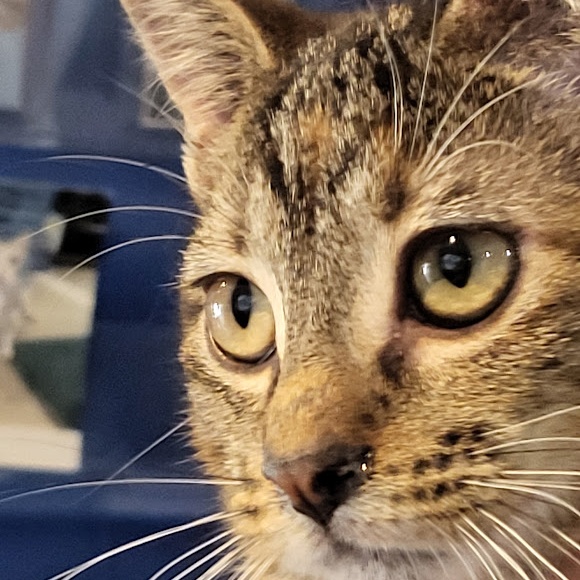 Clara Bow, a Adoptable Domestic Short Hair in Chicago, IL image 3/3