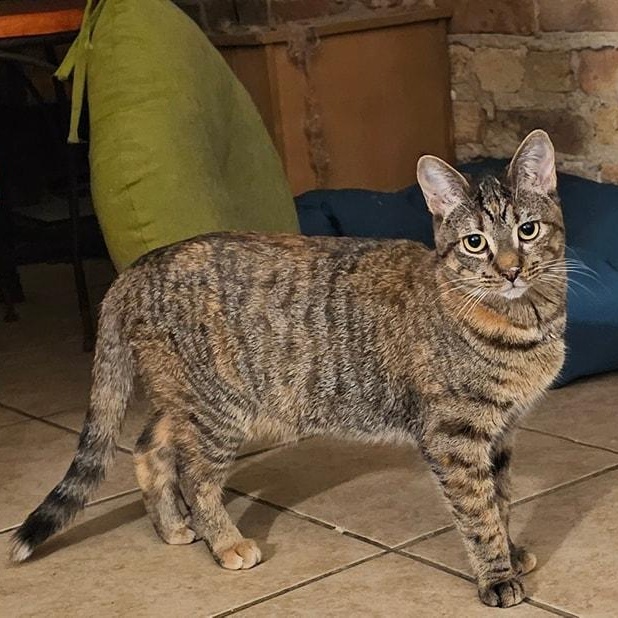 Clara Bow, a Adoptable Domestic Short Hair in Chicago, IL image 2/3