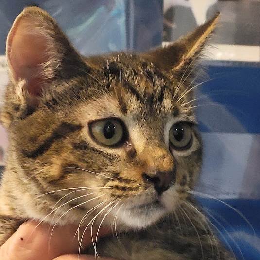 Clara Bow, Adoptable, Young Female Domestic Short Hair.