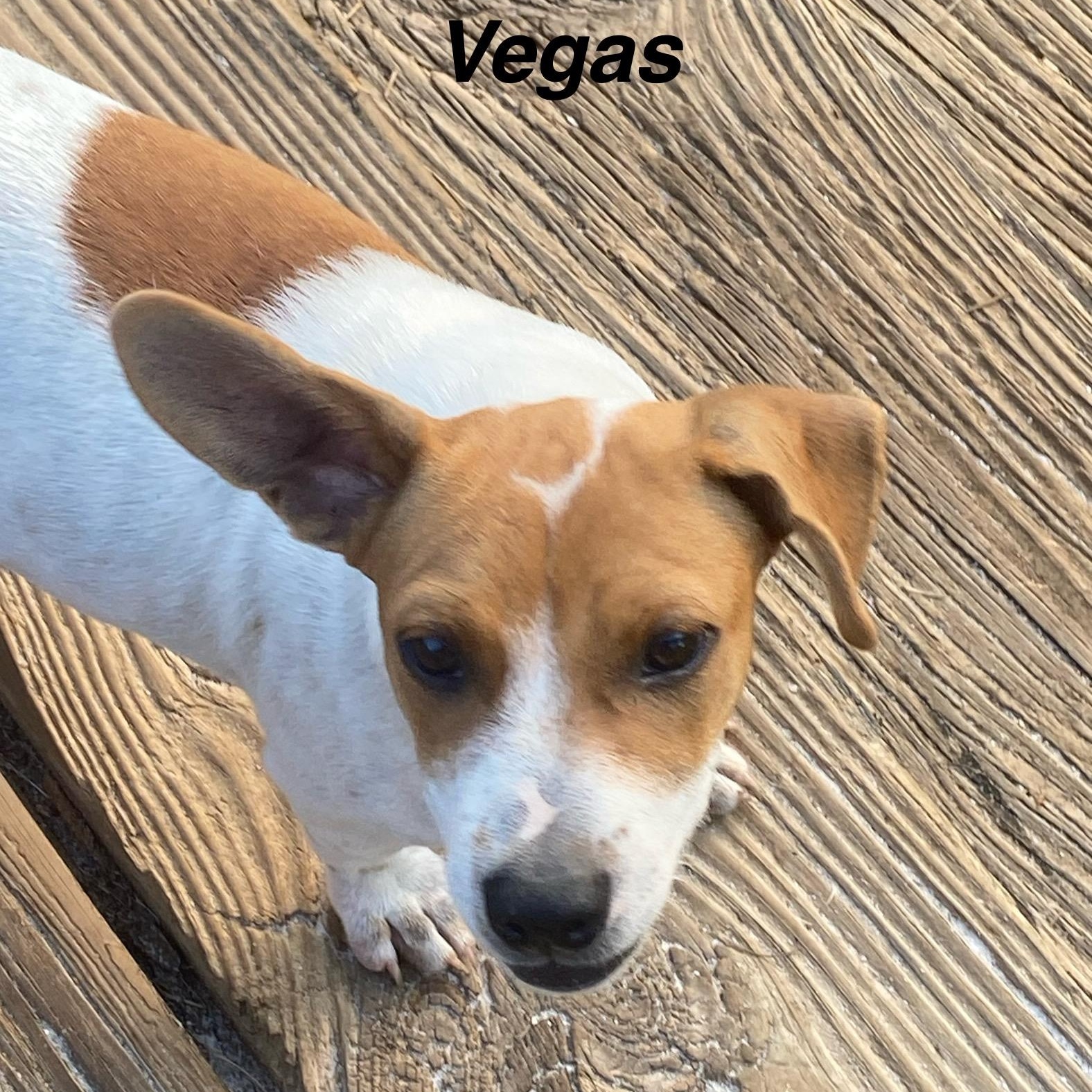 Vegas