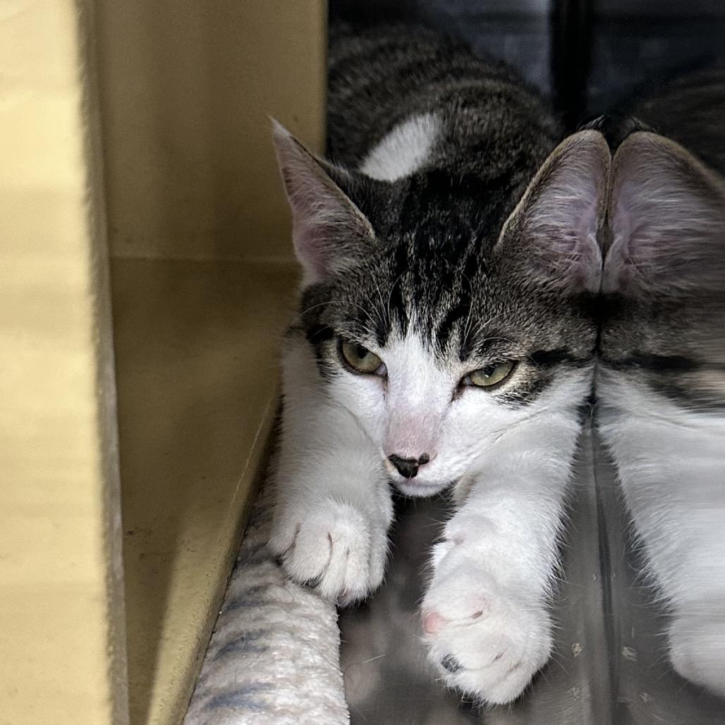 Garth, Adoptable, Kitten Male Domestic Short Hair.