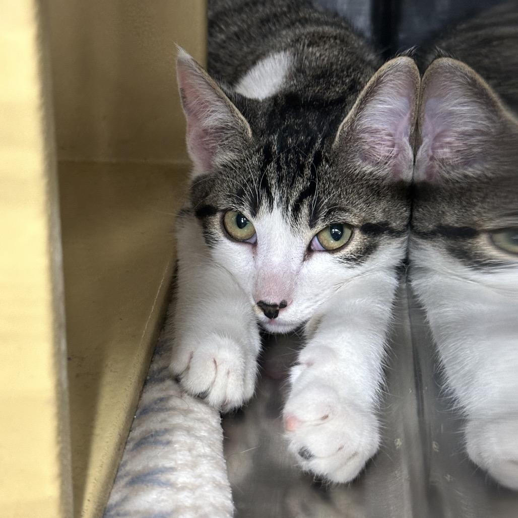 Enlarge Garth, a Adoptable Domestic Short Hair in Spokane, WA image 2/6