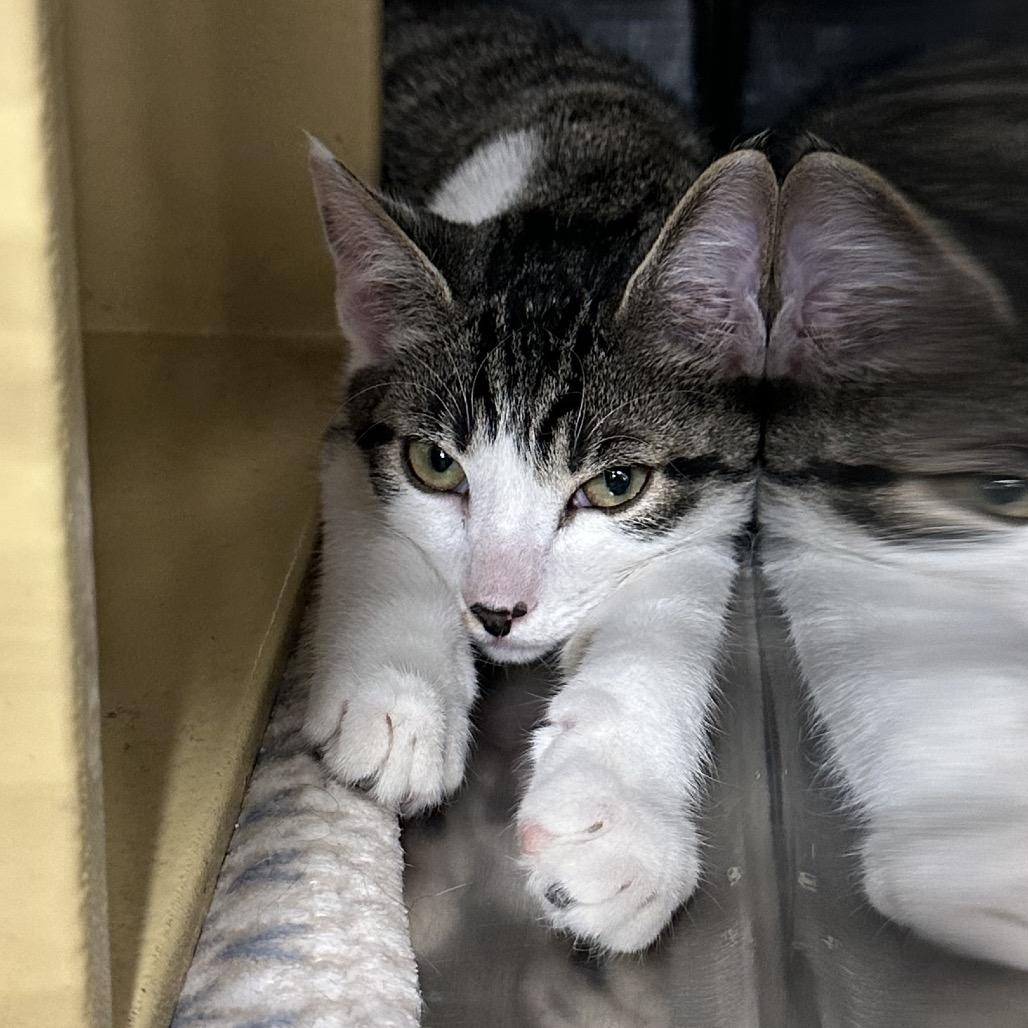 Enlarge Garth, a Adoptable Domestic Short Hair in Spokane, WA image 3/6