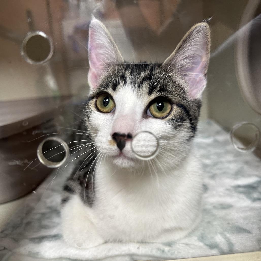 Enlarge Garth, a Adoptable Domestic Short Hair in Spokane, WA image 4/6