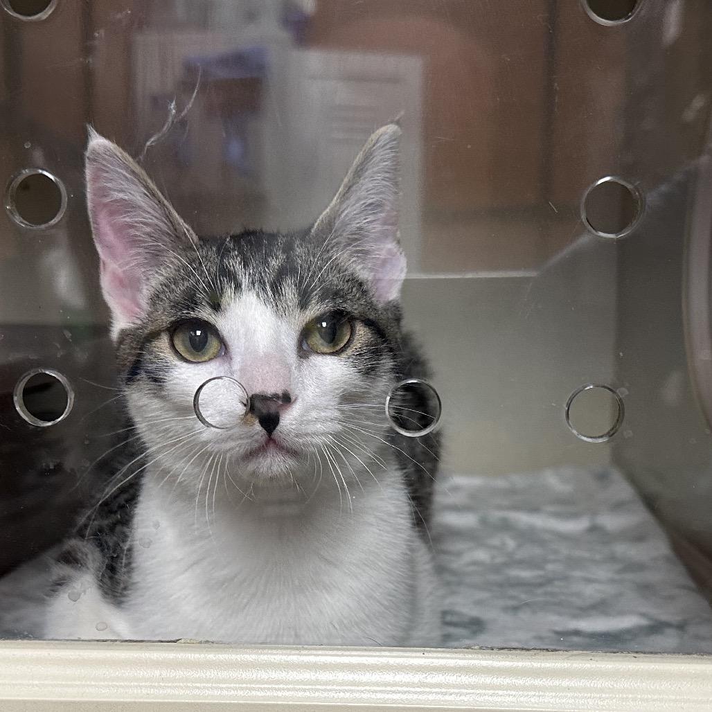 Enlarge Garth, a Adoptable Domestic Short Hair in Spokane, WA image 5/6