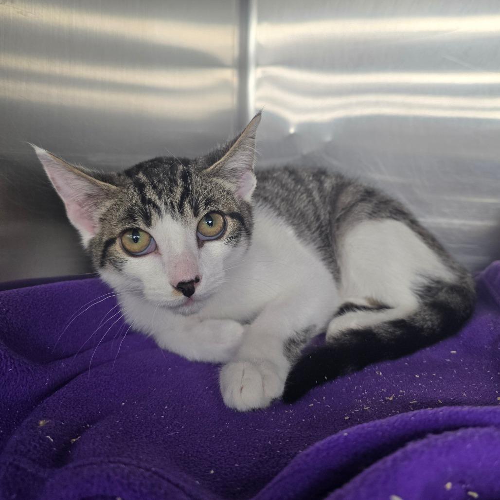 Enlarge Garth, a Adoptable Domestic Short Hair in Spokane, WA image 6/6