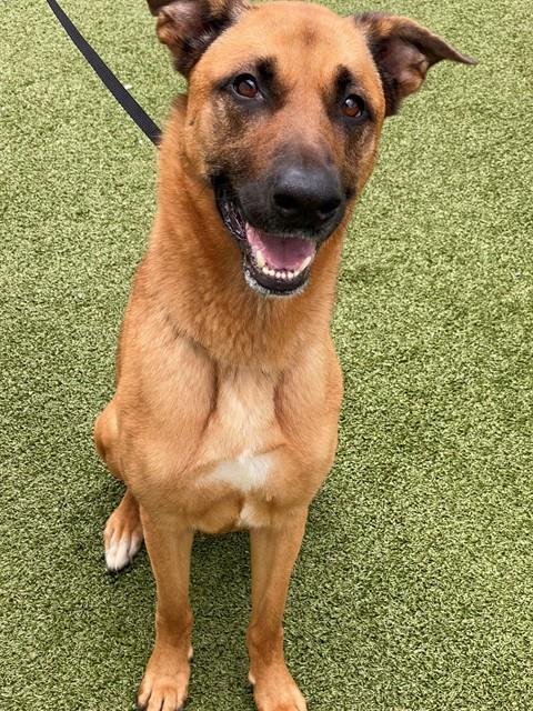 Enlarge CREED, a Adoptable mixed breed in Fayetteville, NC image 1/1