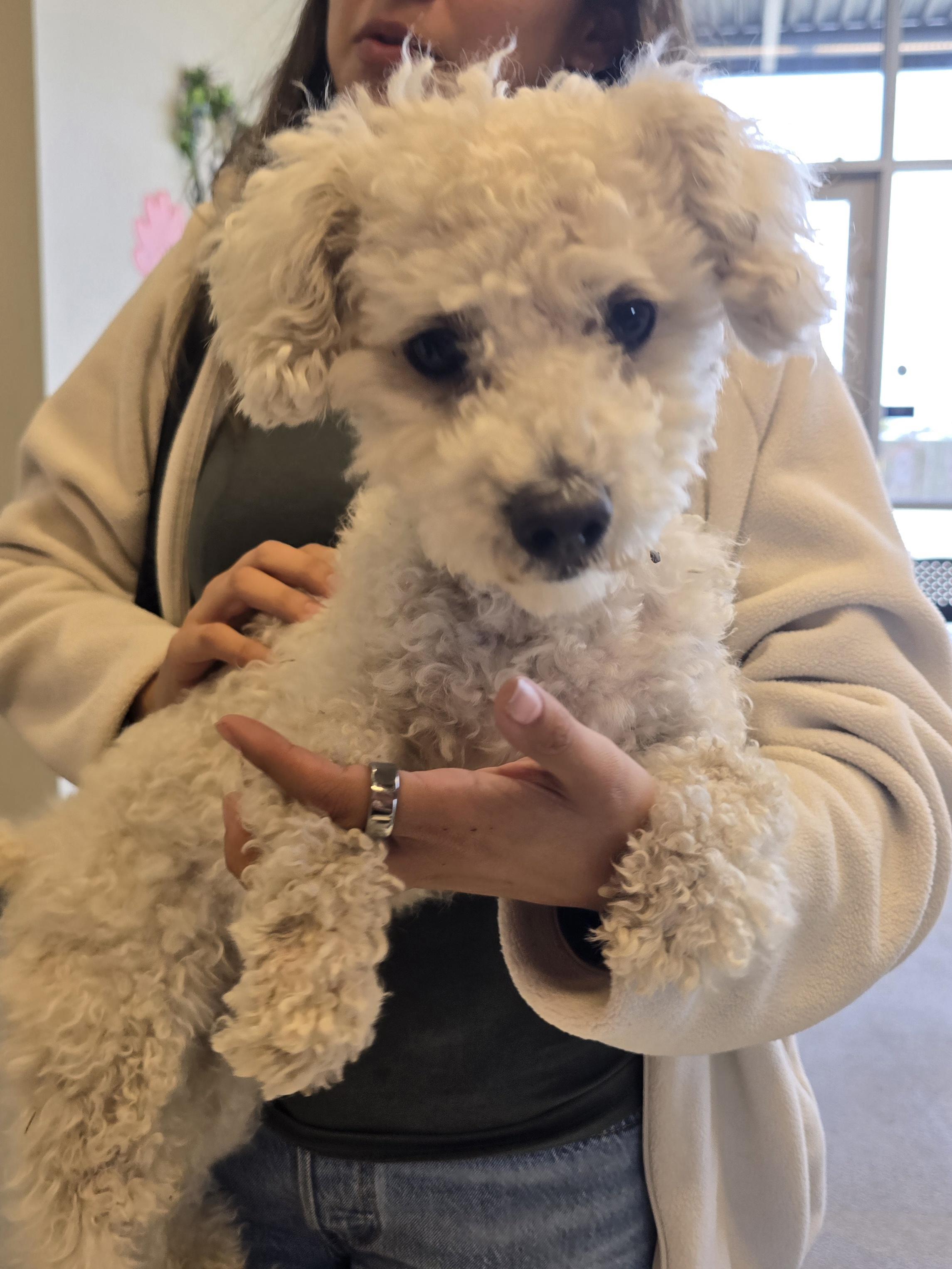 Tofu, adopted, Adult Male Poodle (Toy).