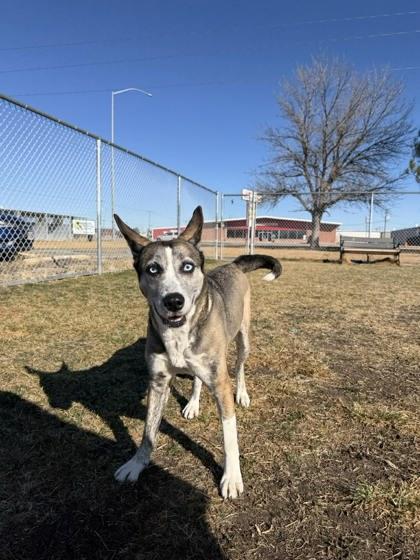 Enlarge Jane (MJ), a Adoptable mixed breed in Scottsbluff, NE image 1/3